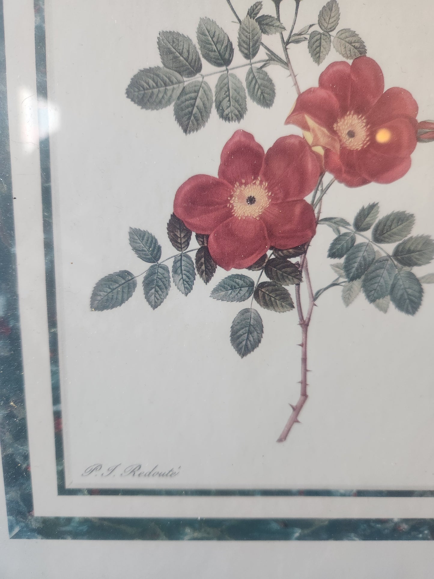 Wild Rose Vintage Print