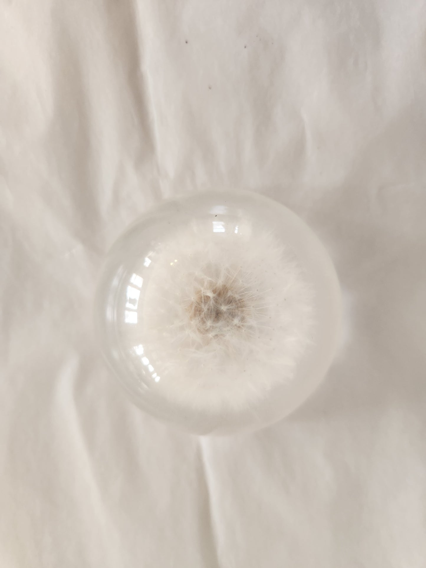 Dried Dandelion Decorative Paperweight