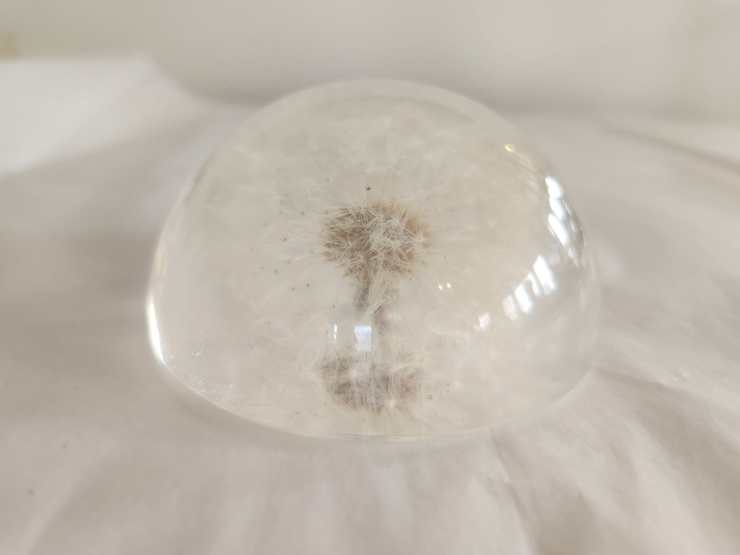 Dried Dandelion Decorative Paperweight