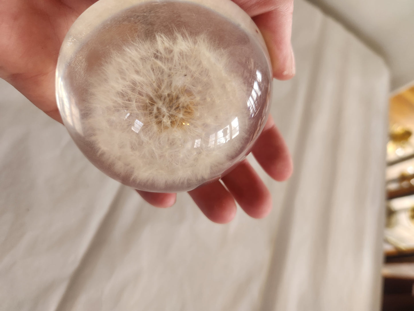 Dried Dandelion Decorative Paperweight