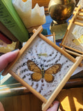 Butterfly Coaster Set