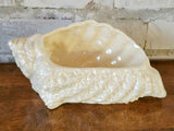 Conch Shell Mother of Pearl Planter