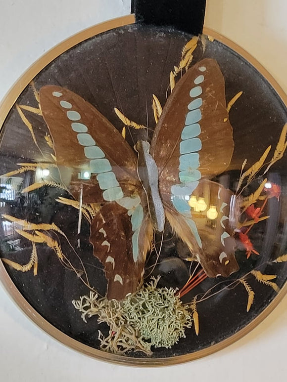 Mini Butterfly and Dried Botanical Art Made in Italy
